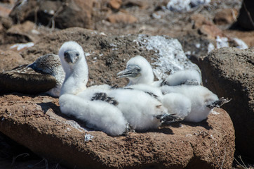 Breedings of Blue-Faced Booby - North Seymour Island - Galapagos Islands - Ecuador