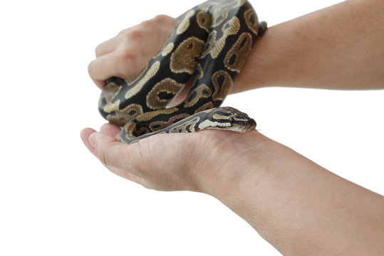 The image of the royal or ball python on the hand of man
