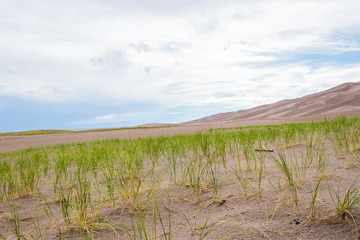 Grasses grow on the sand dunes