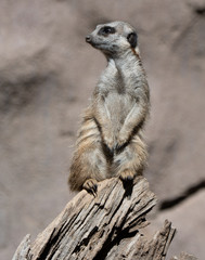 Fototapeta premium Close up images and expressions of a Slender-tailed Meerkat