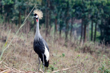Crowned Crane - Bunyonyi Lake - Uganda
