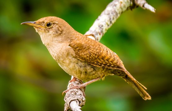 House Wren