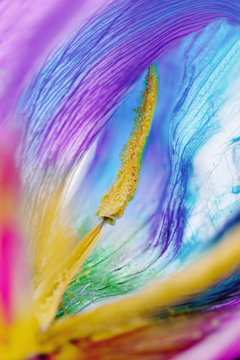 Macro of single yellow stamen inside multicolored tulip