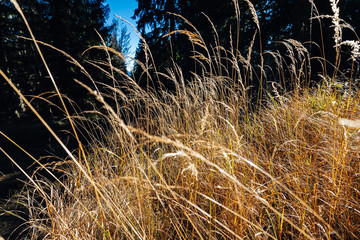 Obraz premium Close up detail shot of yellow grass in forest, An autumn grass in a deep forest.