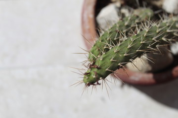 Cactus