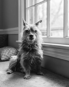 Yorkshire Terrier dog sits by window