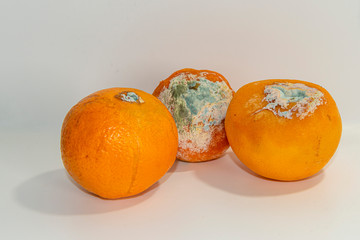 NARANJAS PODRIDAS MOHO