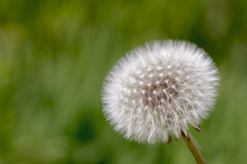 Obraz premium White fluffy dandelion with seeds on natural green blurred background