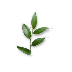 Fototapeta premium Tropical leaves isolated on white background. Top view. Flat lay.