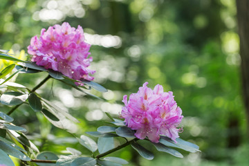 Pink purple flowers of a Rhododendron.  Beautiful purple rhododendron flower in garden with magic bokeh.