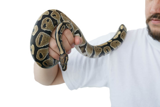 The image of the royal or ball python on the hand of man