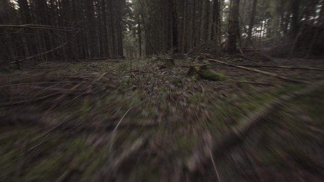 POV of a Wild Wolf or Another Animal Predator Stalking Its Prey Running Through The Woods.