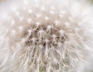 White fluffy dandelion with seeds up close