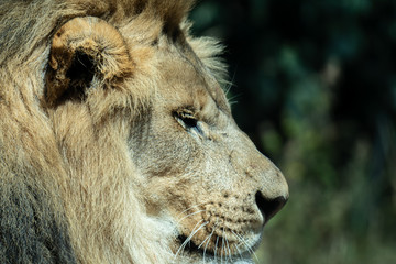 Close up images of the face and expression of an African Lion