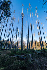 Dead trees, climate change and deforastation. Dry weather with no precipitation. Looking up to the blue sky through trunks of dead trees. Dry and read tree in Sumava National Park, Czech Republic.
