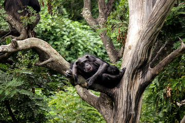 A chimpanzee taking rest on a tree after having a food lunch. 
