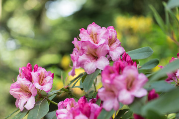 Pink flowers of a Rhododendron.  Beautiful pink rhododendron flower in garden with magic bokeh.