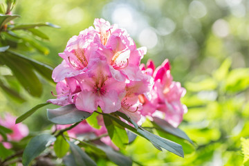 Pink flowers of a Rhododendron.  Beautiful pink rhododendron flower in garden with magic bokeh.