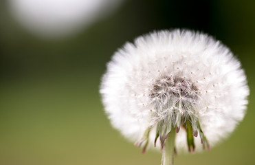 White fluffy dandelion with seeds on natural green blurred background
