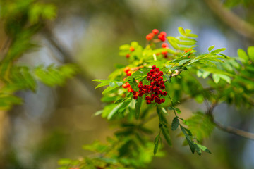 Ripe red rowan berries on tree