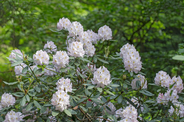 An old park with blooming rhododendron bushes between giant trees. Blooming rhododendron bushes in the old park. Old orboretum with flowering rhododendron bushes. 