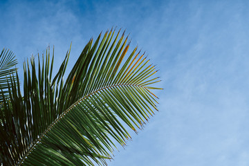 palm leaves against blue sky