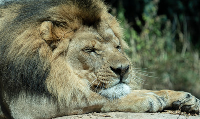 Obraz premium Close up images of the face and expression of an African Lion