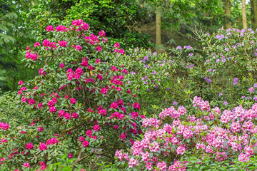 An old park with blooming rhododendron bushes between giant trees. Blooming rhododendron bushes in the old park. Old orboretum with flowering rhododendron bushes. 