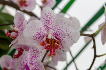 Orchidee - wundervoll