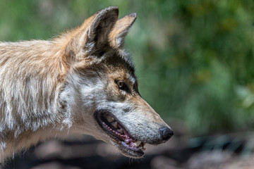 Fototapeta premium Close up of a Mexican Wolf face in front of green background
