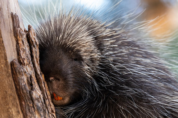 Close up images of African Cape Porcupine