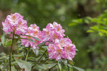 Fototapeta na wymiar Pink flowers of a Rhododendron. Beautiful pink rhododendron flower in garden with magic bokeh.