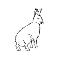 Polar arctic white rabbit. Black outline on white background. Picture can be used in greeting cards, posters, flyers, banners, logo, further design etc. Vector illustration. EPS10
