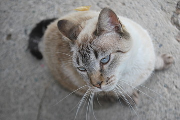 gato2