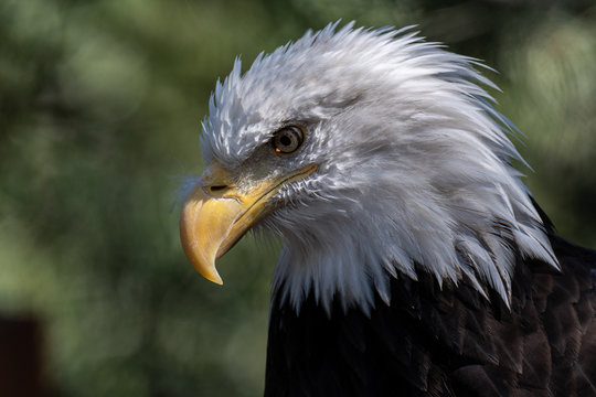 Close up images of the face of a North American Bald Eagle