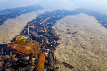 amber in the Wadden Sea in Cuxhaven, Germany