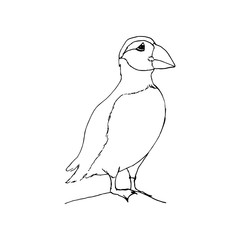 Polar arctic bird - puffin. Black outline on white background. Picture can be used in greeting cards, posters, flyers, banners, logo, further design etc. Vector illustration. EPS10