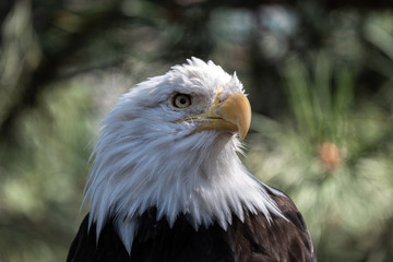 Fototapeta premium Close up images of the face of a North American Bald Eagle