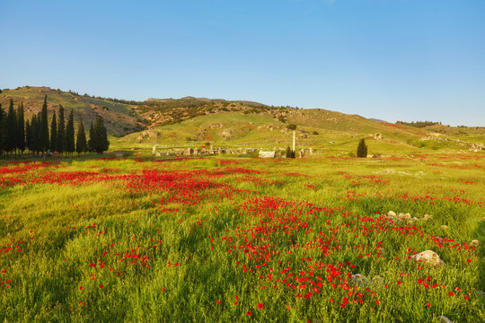 Ruins of the ancient city of Hierapolis and red poppies, Pamukkale
