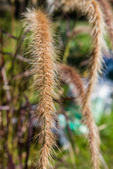 Fountain grass in close up