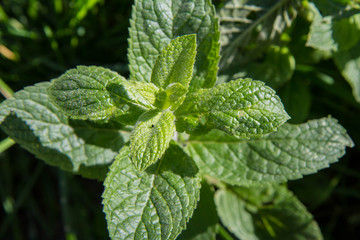 Fresh mint plant in close up	