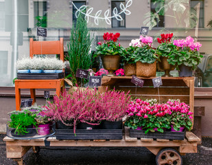 Street showcase with flowers. Flowers on a cart. Beautiful design of the store.