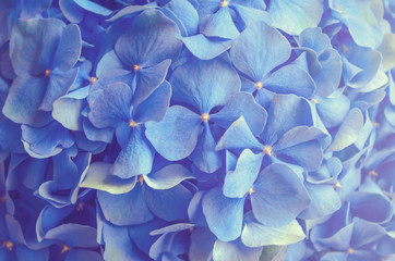 Blue hydrangea close-up. A beautiful large flower. Delicate floral background