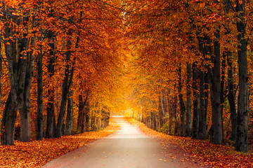 autumn alley along with tall trees with lush vibrant orange yellow foliage and bright sunlight in...