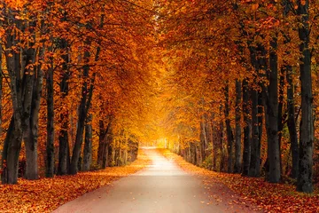 Fotobehang Chocoladebruin autumn alley along with tall trees with lush vibrant orange yellow foliage and bright sunlight in the distance