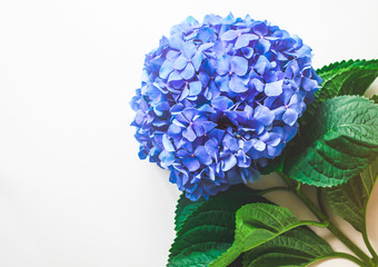 Blue hydrangea on a white background. A beautiful large flower. Floral background