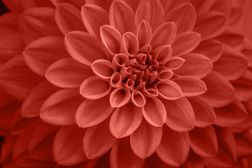 Coral dahlia petals macro, floral abstract background. Close up of flower dahlia for background, Soft focus