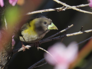 Evening grosbeak