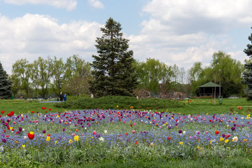 Blumenmeer in Bukarest