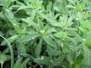 Fototapeta na wymiar After rain on plants 